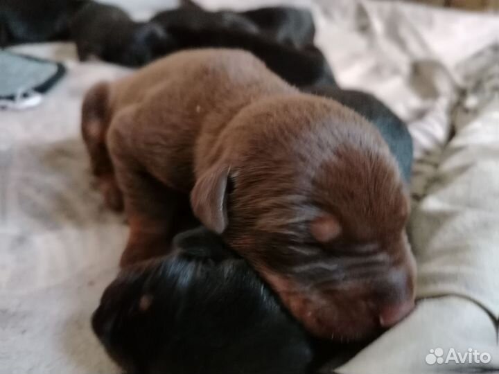 Щенки добермана