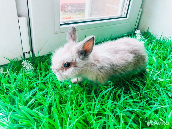 Карликовые крольчата мини