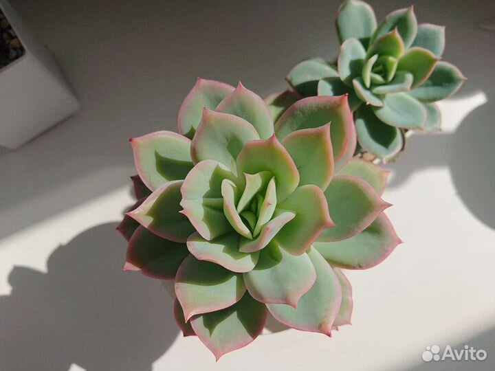 Суккуленты