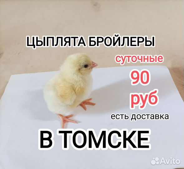 Цыплята бройлеры