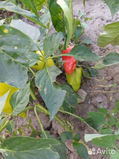 Перец болгарский