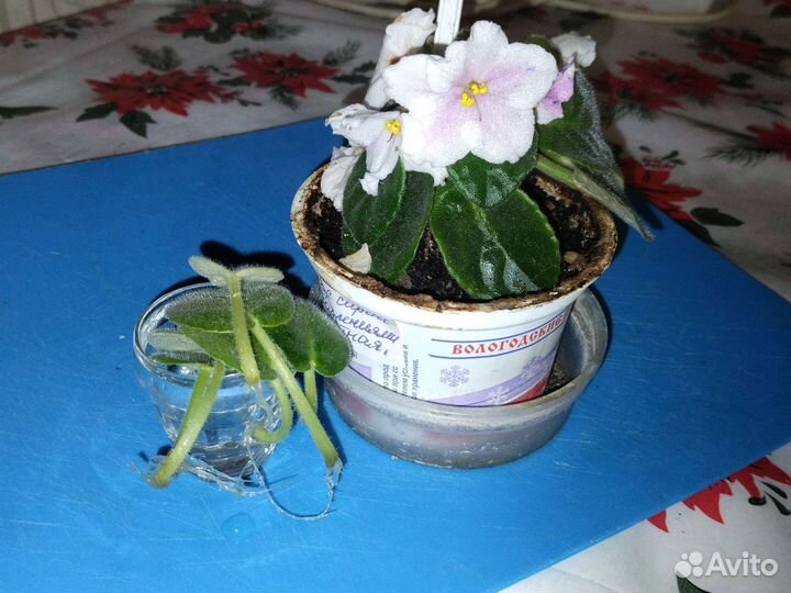 Комнатные цветы