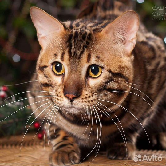 Бенгальский кот