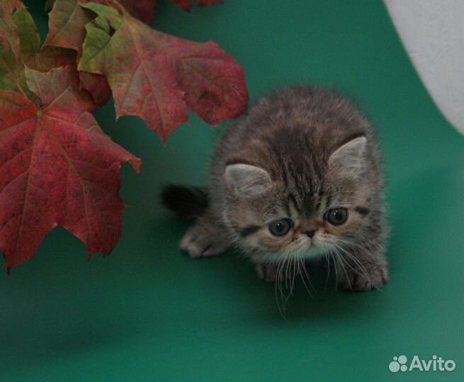 Персидская кошка