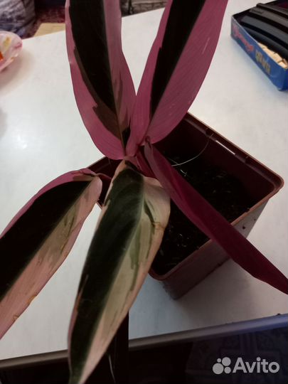 Страманта цветы несколько