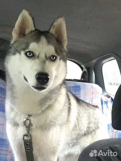 Хаски на вязку