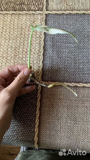 Монстера Альба