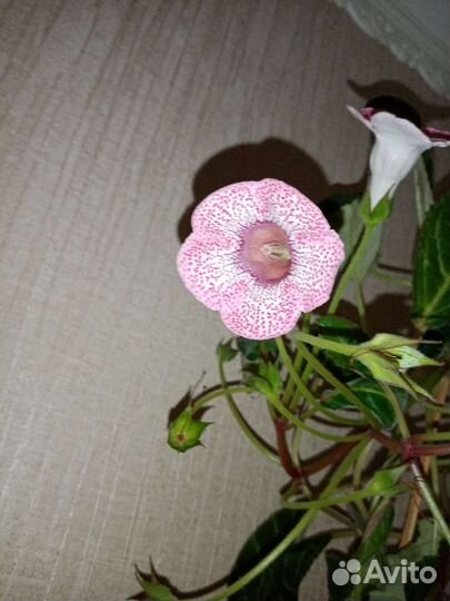 Глоксиния импресс