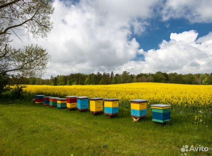 2024 Мёд натуральный с Алтая опт