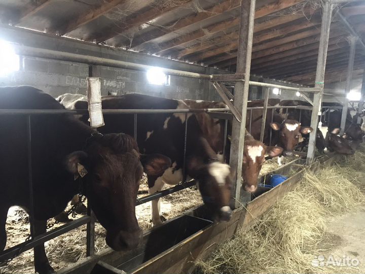 Коровы дойные