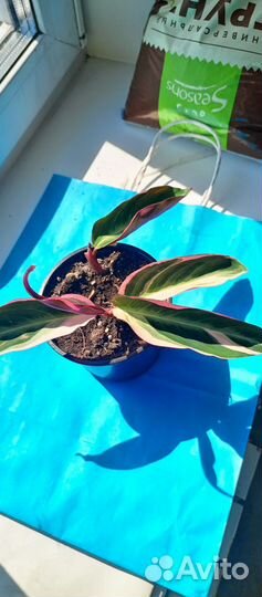 Строманта триколор