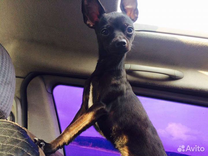 Вязка той-терьер девочка