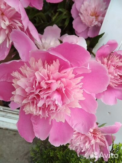 Пионы сорт бартзелла