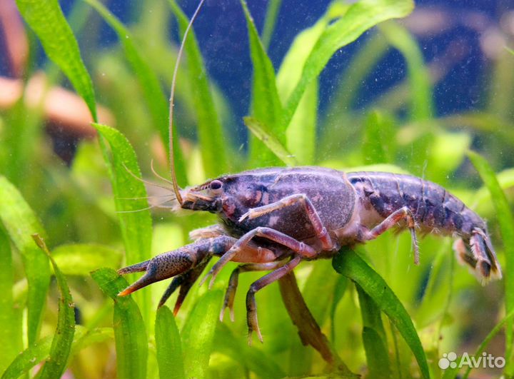 Аквариумные раки