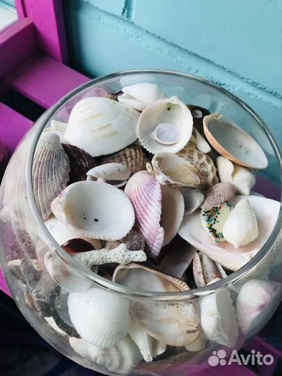 Морские ракушки раковины