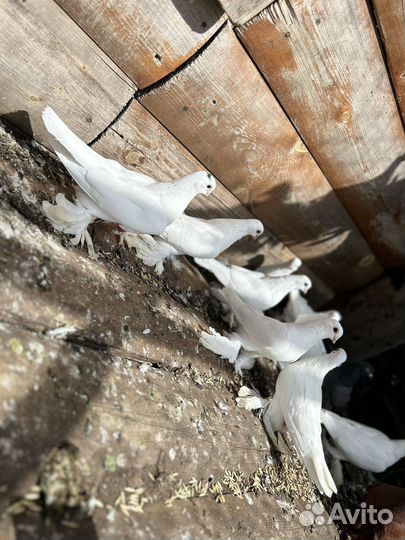 Продам голубей