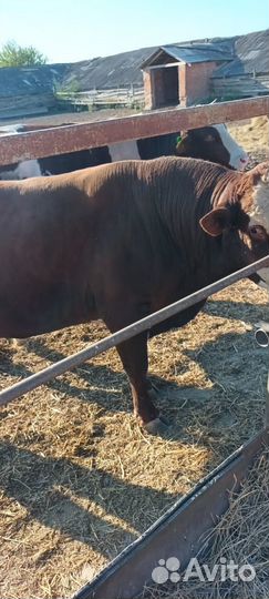 Бык на племя
