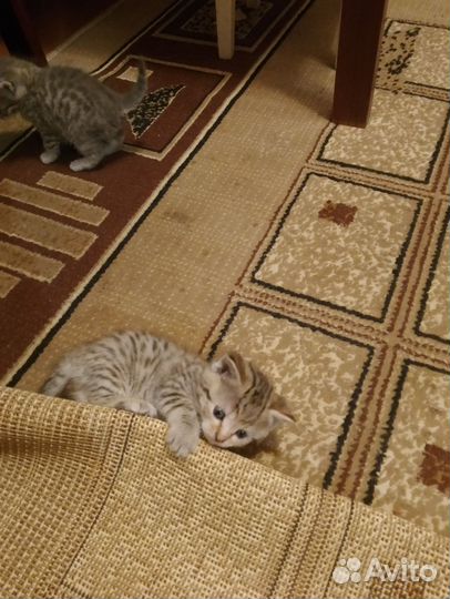 Котята отдам бесплатно