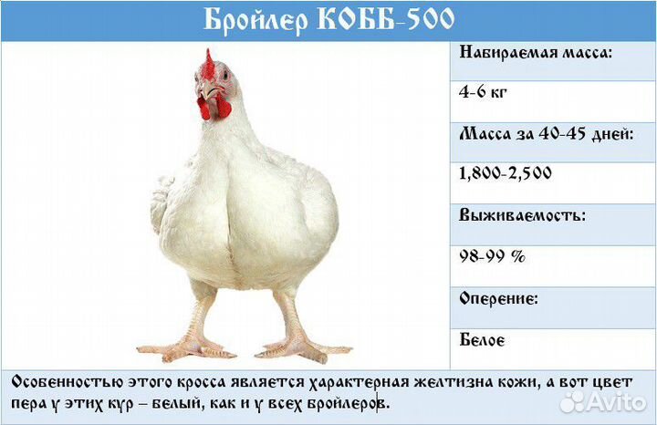 Бройлер росс 308 таблица роста Суточный цыпленок бройлера "Кобб-500" купить в Евпатории Животные и зоотовары Ав