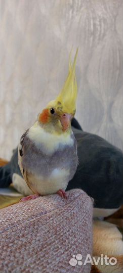 Птенцы попугая кореллы