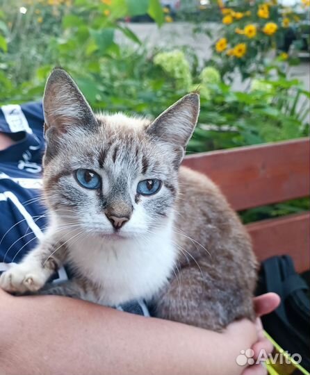 Возьмите красотку