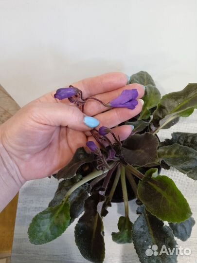 Сенполия(фиалка) -Senks Big Bells