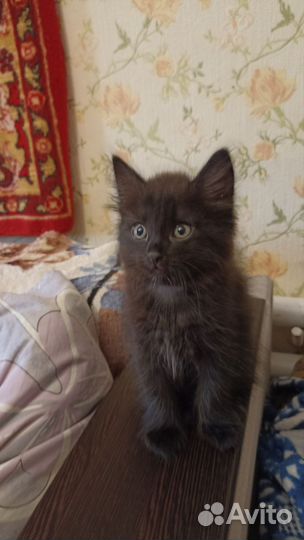 Отдам в добрые руки