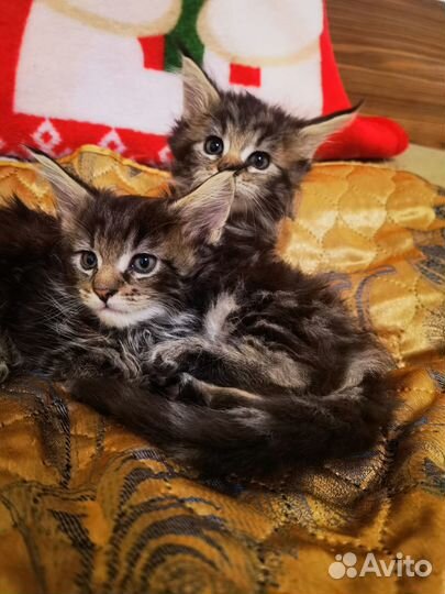 Кот мейн-кун вязка