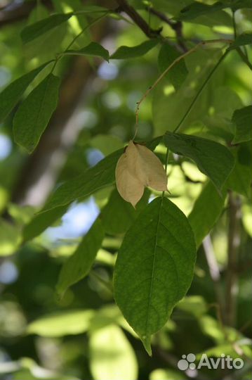 Клекачка трехлистная, джонджоли, чонзол, клопец, к