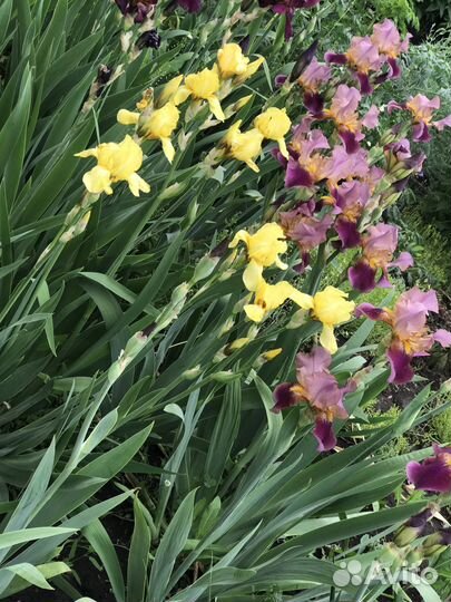 Многолетние садовые цветы