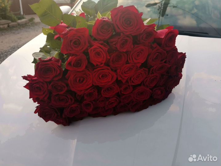Розы, букет цветов, 101 роза. Розы опт
