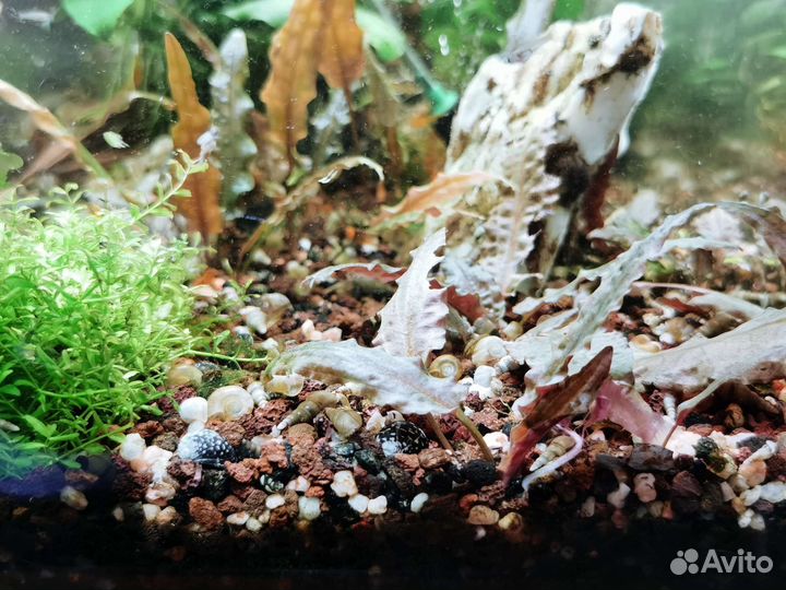 Криптокорина