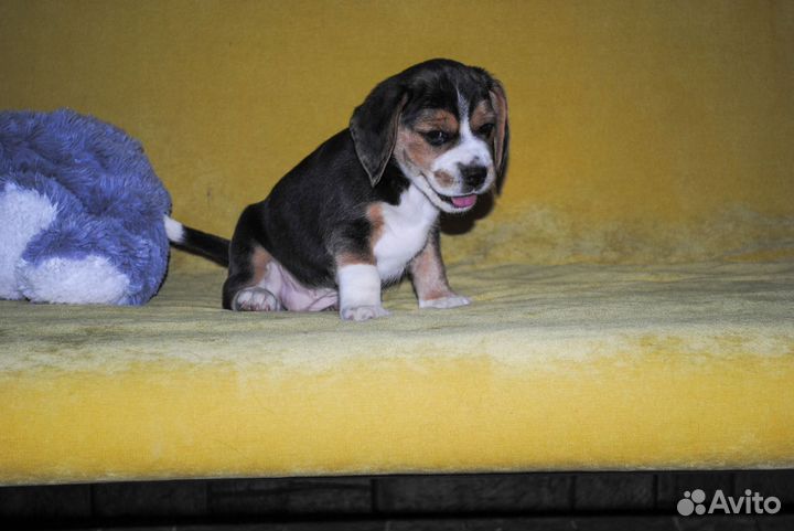 Щенки бигль