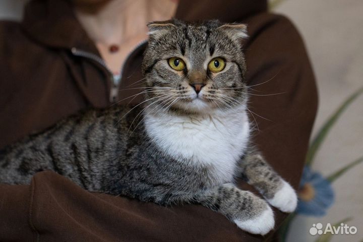 Скоттиш страйт
