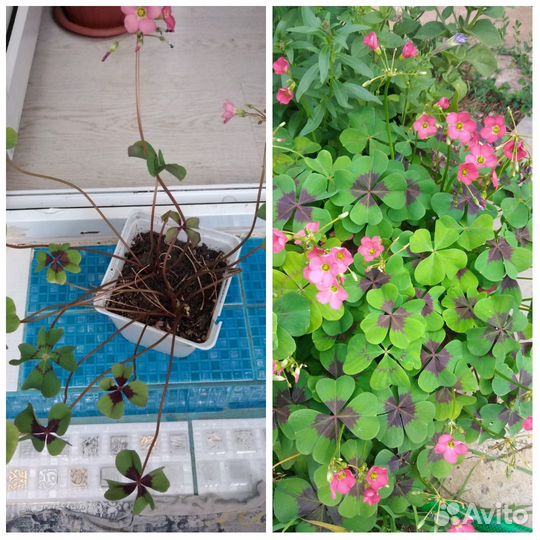 Комнатные цветы разные