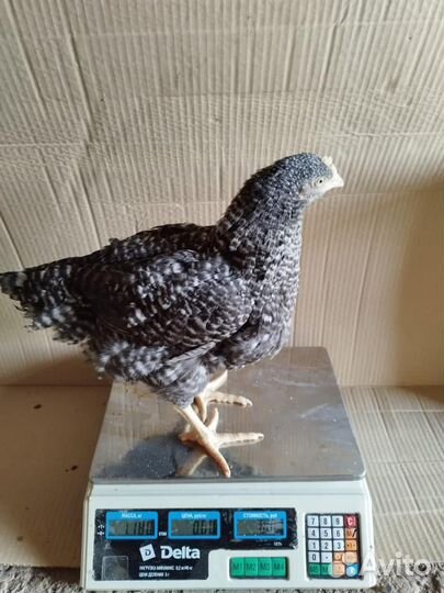 Куры несушки