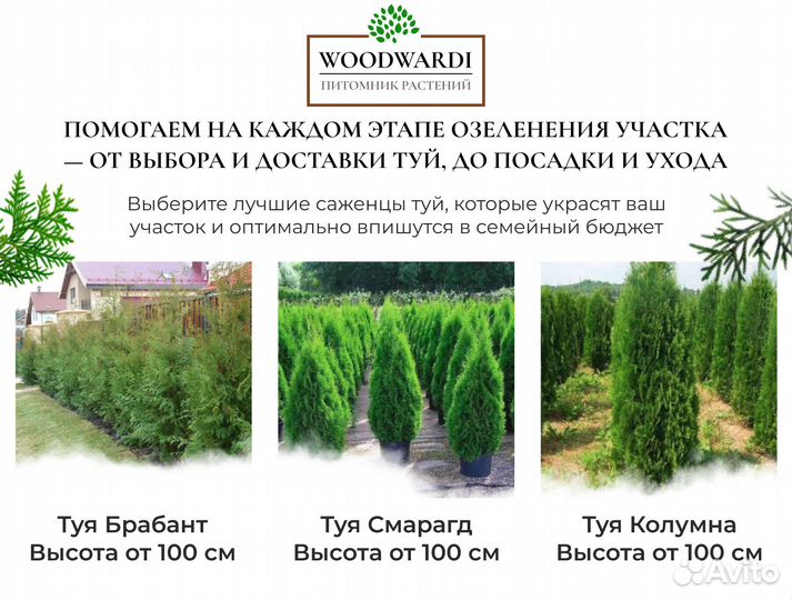 Туи вип качества:Смарагд,Брабант,Колумна