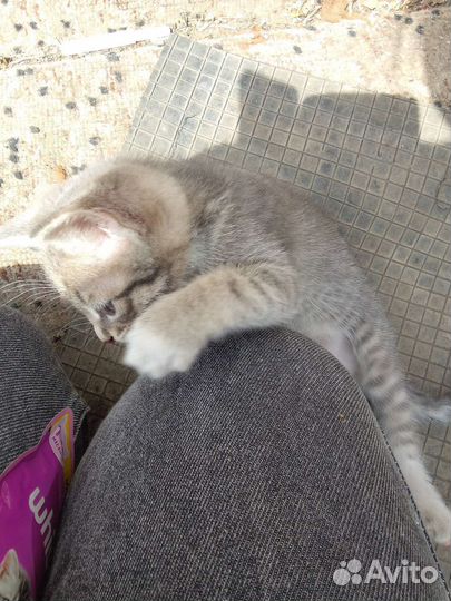 Котятки в добрые руки