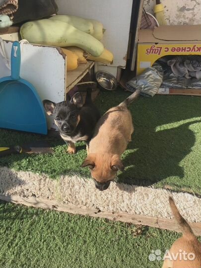 Отдам щенков в добрые руки бесплатно