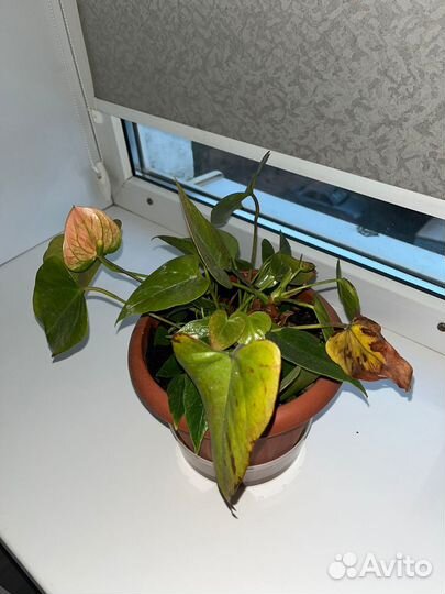 Отдам бесплатно