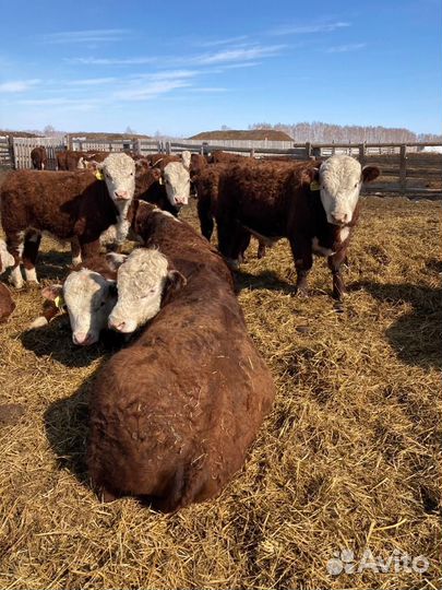 Быки 300+ в Респ Алтай