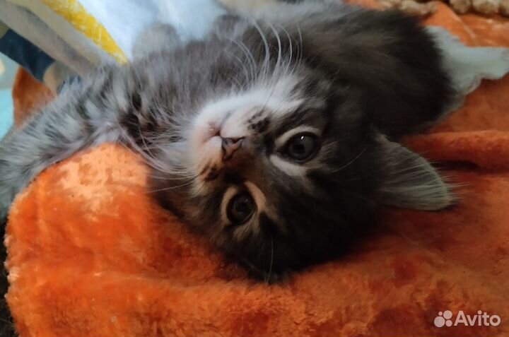 Отдам в добрые руки