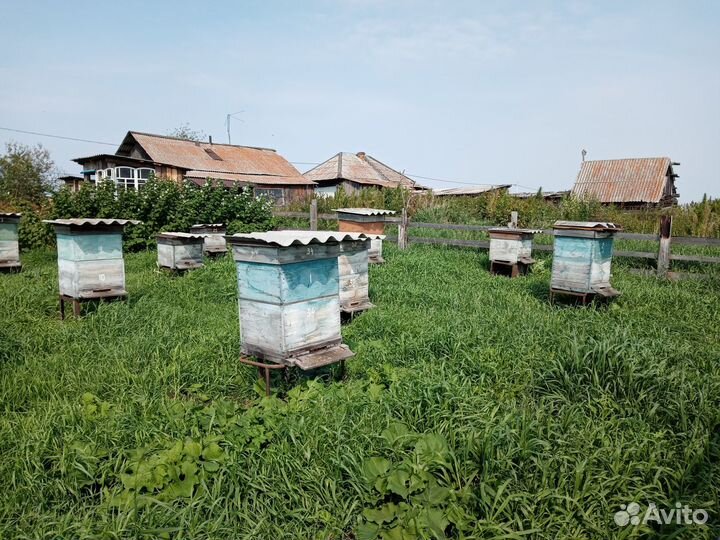 Продам ульи для пчел
