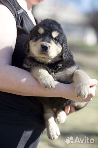 Волкодав-хотошо щенки