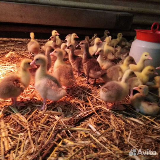 Гусята суточные и подрощенные
