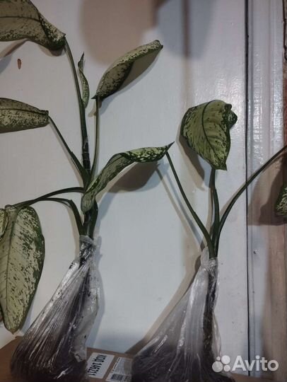 Диффенбахия