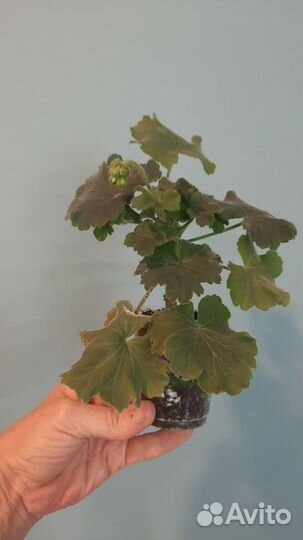 Сортовая пеларгония PAC Salmon Komtess