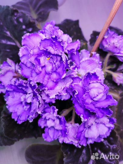 Лист срез/лист укор/Детки/взрослые фиалки