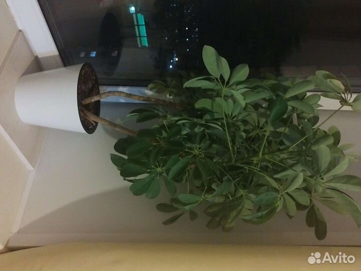 Комнатные цветы шефлера