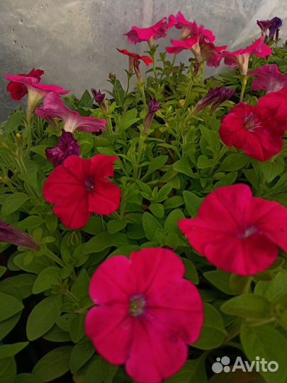 Рассада петунии